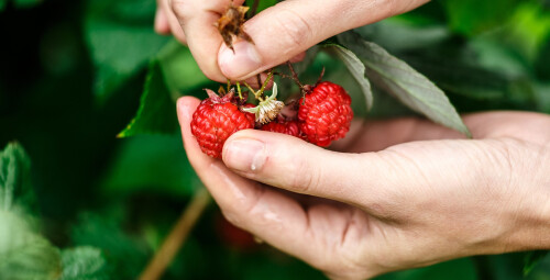 Laisvalaikis avietyne dviem Vilnius, Keipūnai #2