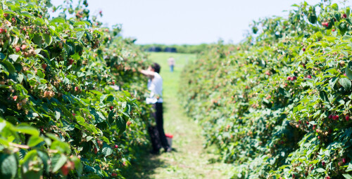 Laisvalaikis avietyne dviem Vilnius, Keipūnai #3