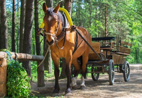 Pasivažinėjimas karieta Kurtuvėnų regioniniame parke