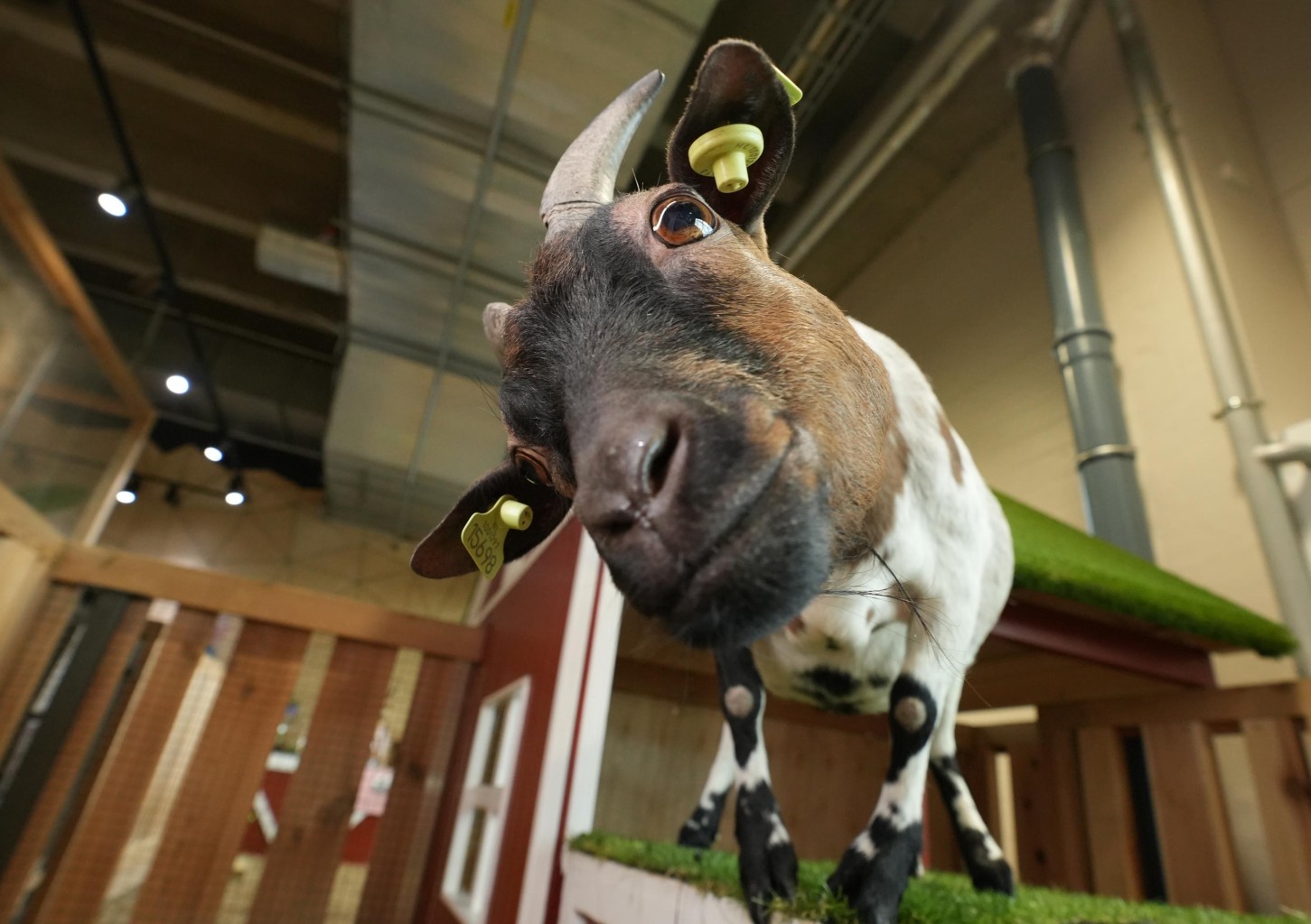 Apsilankymas zoologijos sode „Zoopark“ Kaune DVIEM