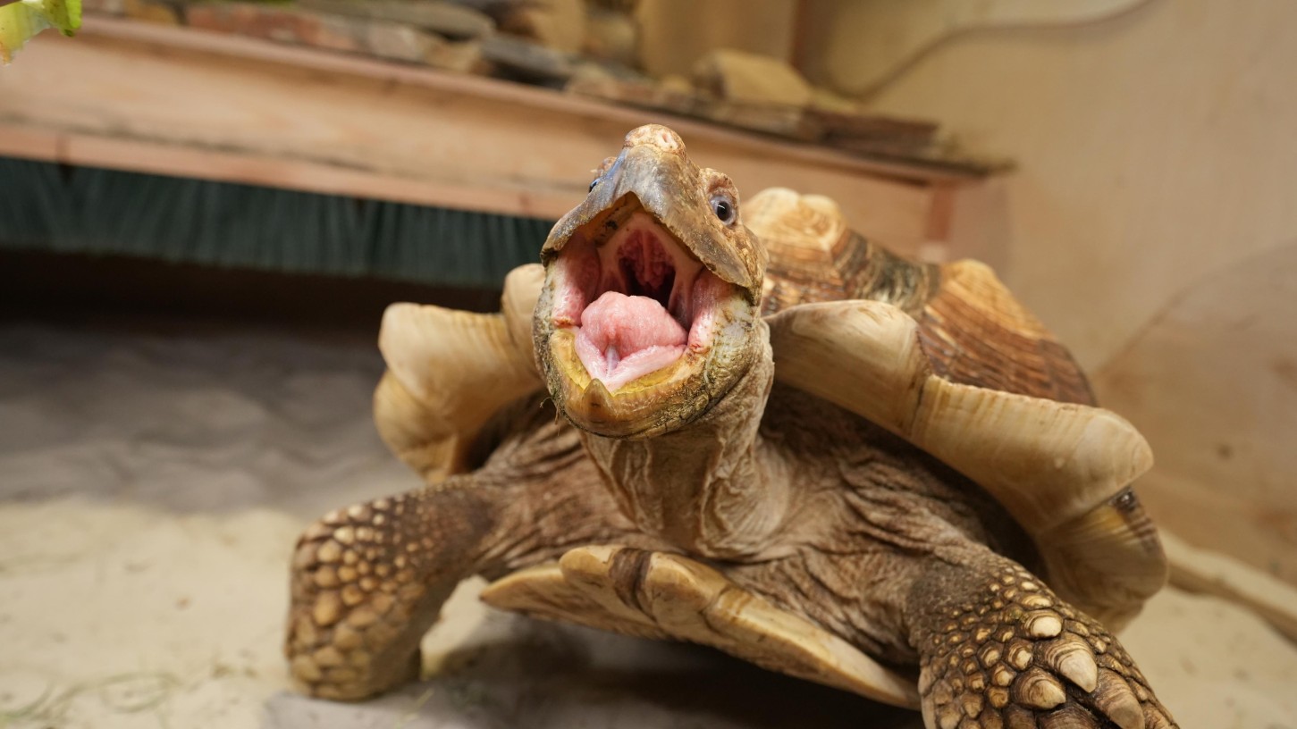 Apsilankymas zoologijos sode „Zoopark“ Kaune 3 asm.