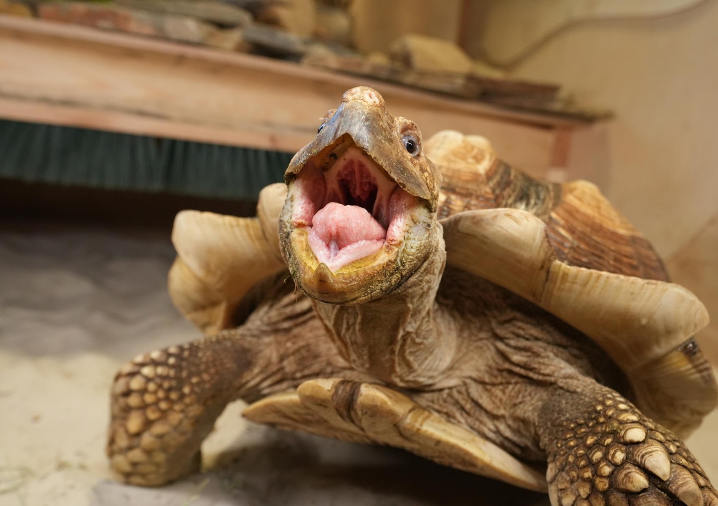 Apsilankymas zoologijos sode „Zoopark“ Kaune 3 asm.