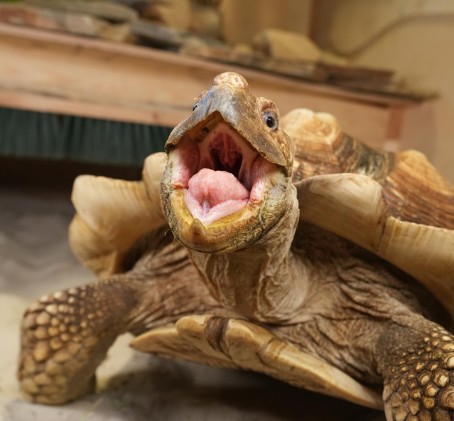 Apsilankymas zoologijos sode „Zoopark“ Kaune 3 asm.