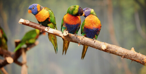 Apsilankymas pirmajame zoologijos sode Vilniuje „Zoopark“ dviem #1