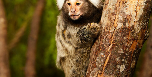 Apsilankymas pirmajame zoologijos sode Vilniuje „Zoopark“ dviem #3