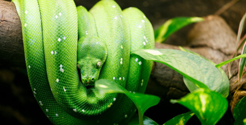 Apsilankymas pirmajame zoologijos sode Vilniuje „Zoopark“ dviem #2