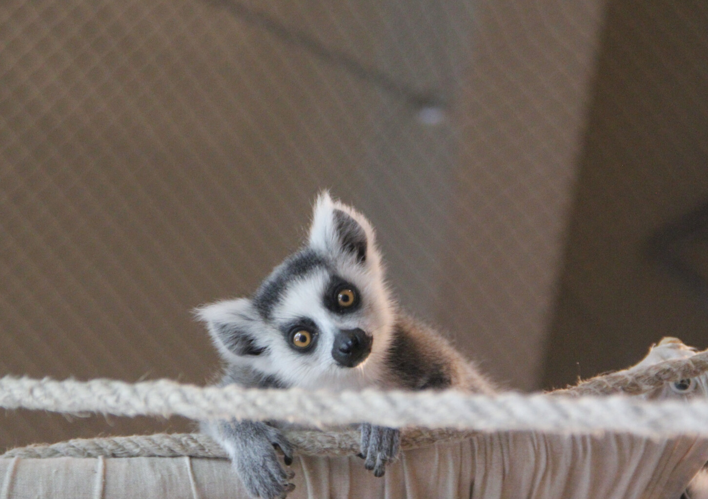 Vardinis neribotas metinis abonementas „Zoopark“ Vilniuje