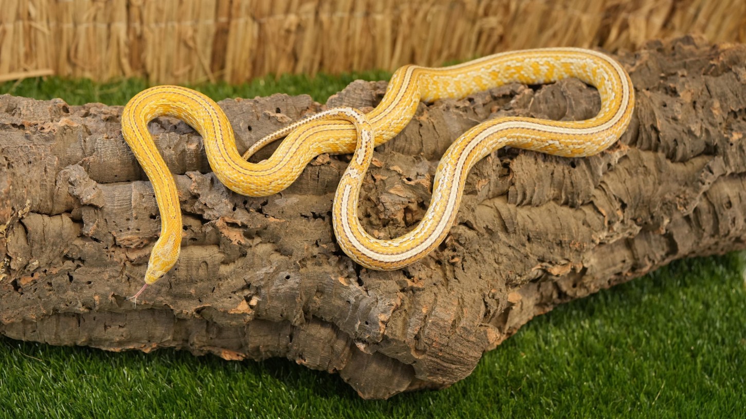 Vardinis neribotas metinis abonementas „Zoopark“ Kaune