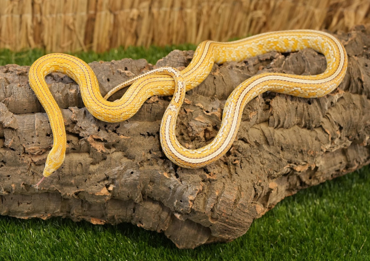 Vardinis neribotas metinis abonementas „Zoopark“ Kaune