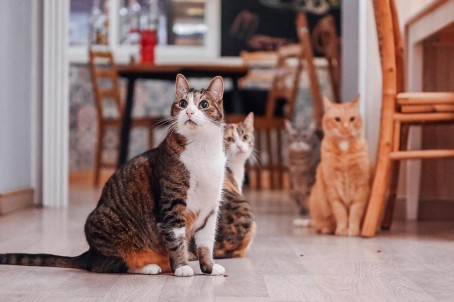 Apsilankymas kačių kavinėje „Cat Cafe“