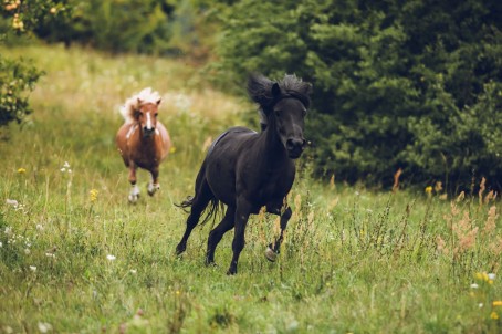 Jodinėjimas žirgais gamtoje dviem