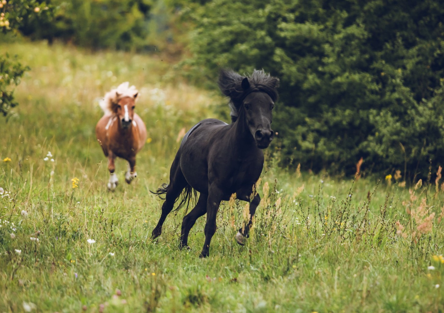 Jodinėjimas žirgais gamtoje dviem