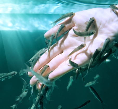 Žuvyčių SPA rankoms DVIEM (10 min.)