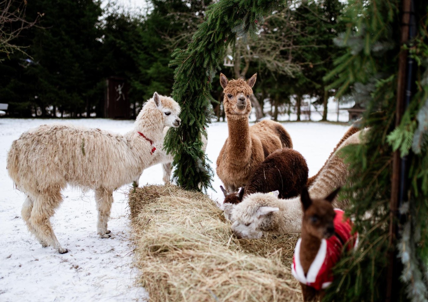 Apsilankymas alpakų ūkyje „Kristiano alpakos“
