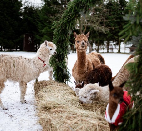 Apsilankymas alpakų ūkyje „Kristiano alpakos“