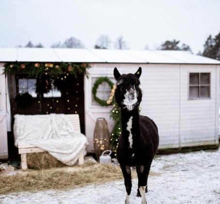 Apsilankymas alpakų ūkyje „Kristiano alpakos“ (2-7 metų vaikui)