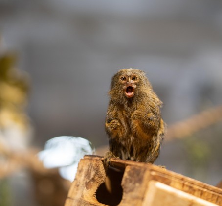 Apsilankymas „Zoopark“ Vilniuje 5 asm. su privačiu gidu