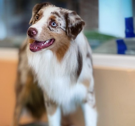 „Meilės gyvūnų kirpykla“ dovanų čekis