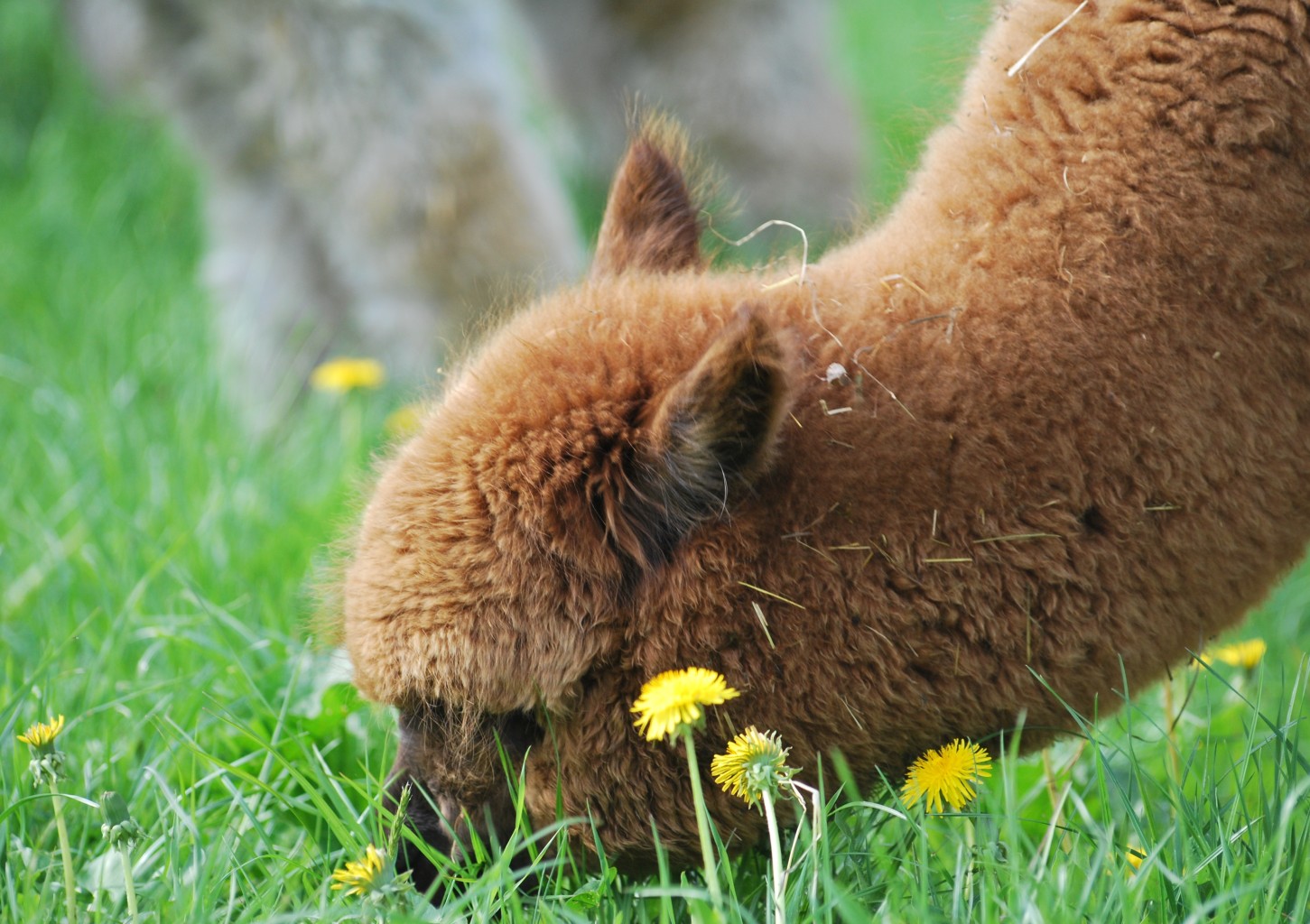 Apsilankymas „Nemuno alpakos“ ūkyje