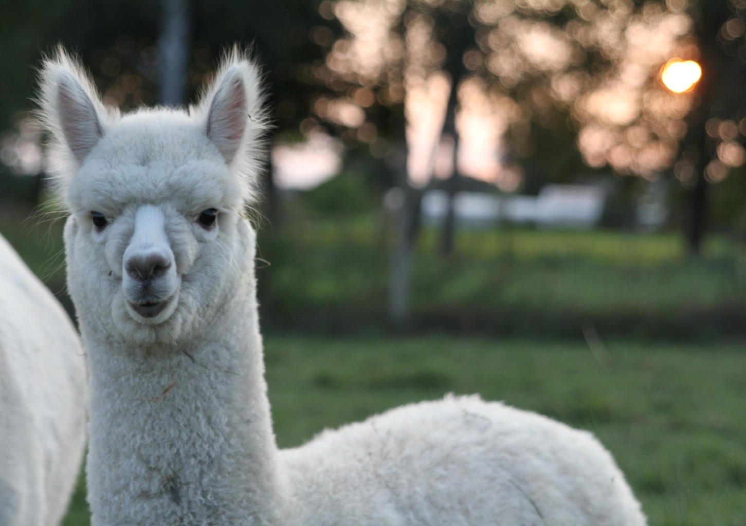 Apsilankymas „Nemuno alpakos“ ūkyje trims asmenims