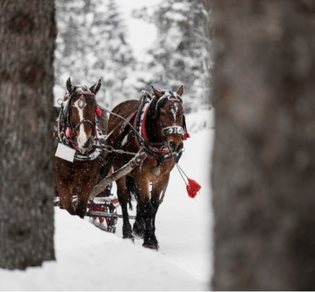 Pasivažinėjimas rogėmis „Rietavo žirgyne“