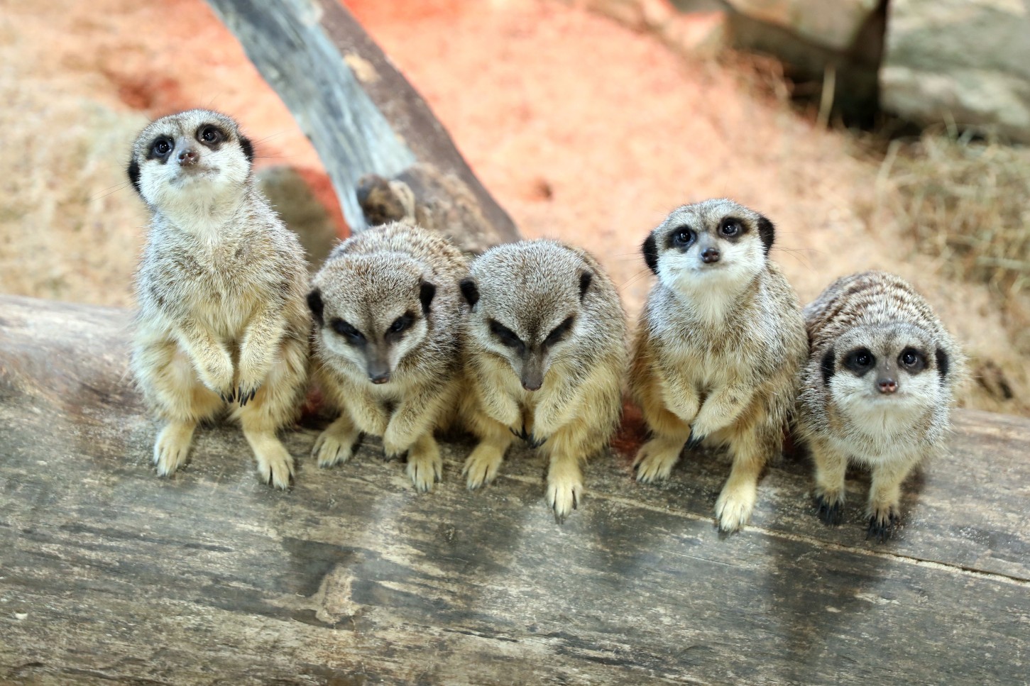 Apsilankyk zoologijos sode „Zoopark“ Kaune!